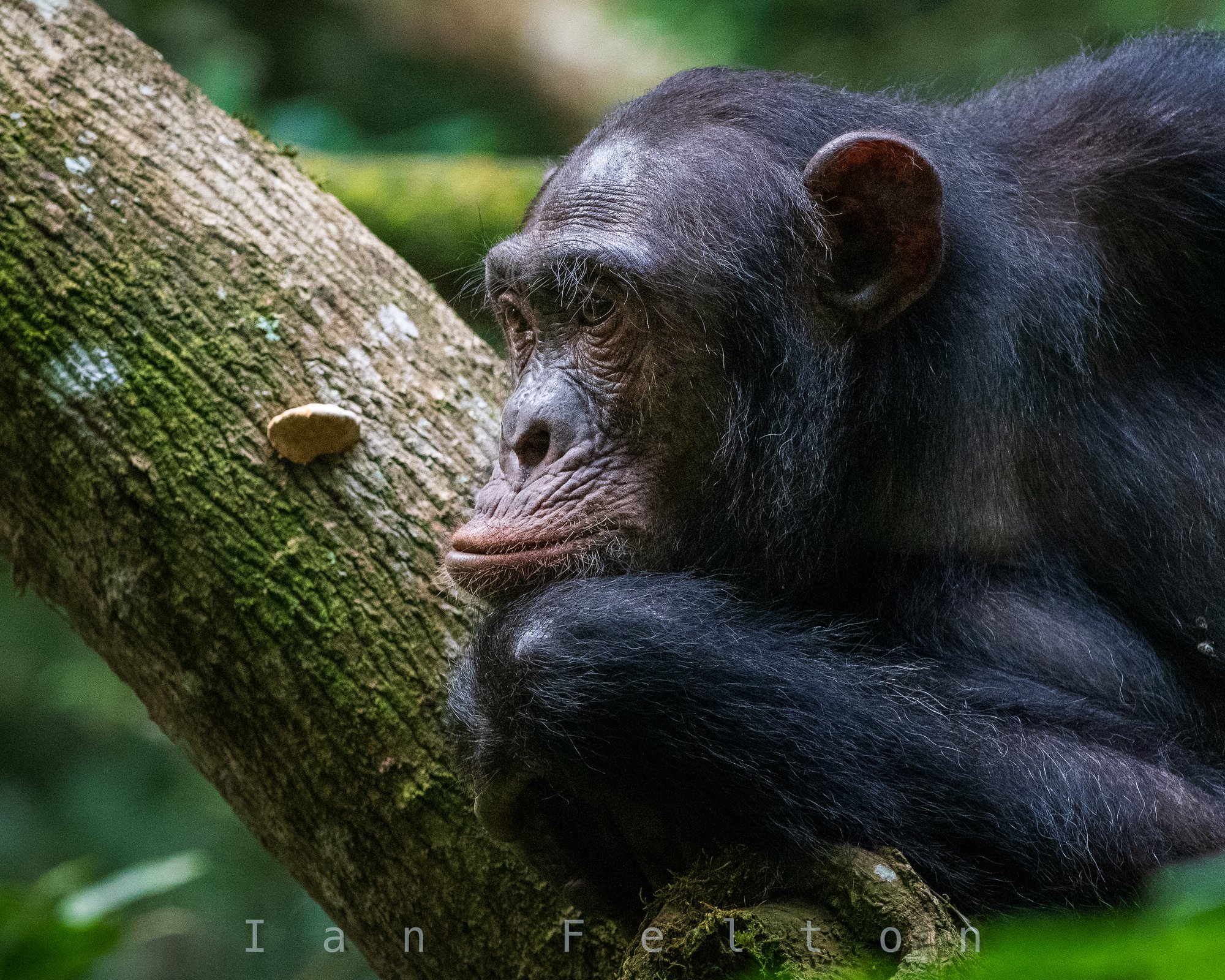 Chimpanzee resting against a tree