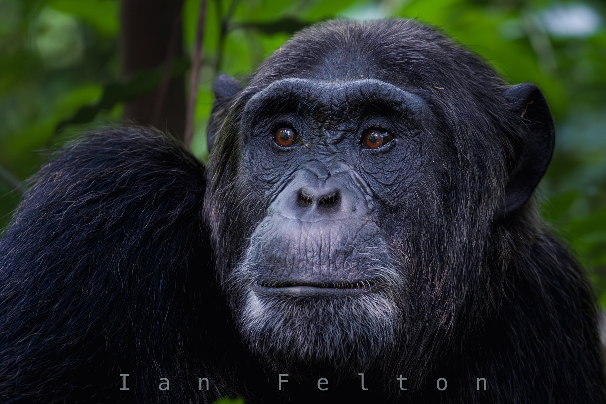 Chimpanzee portrait — Kibale Forest