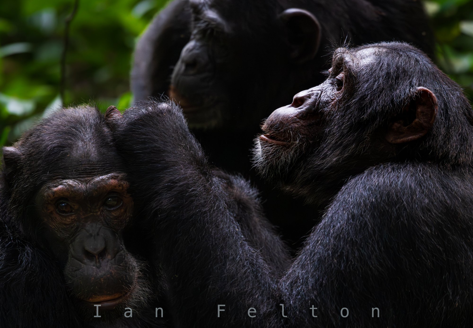 A family group in the forest