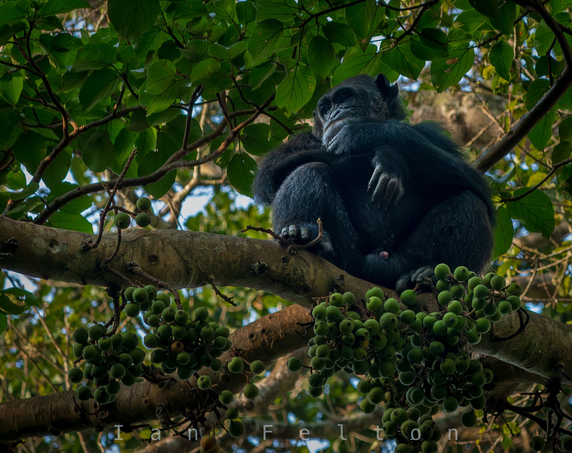 Chimpanzee feeding on figs high in the canopy