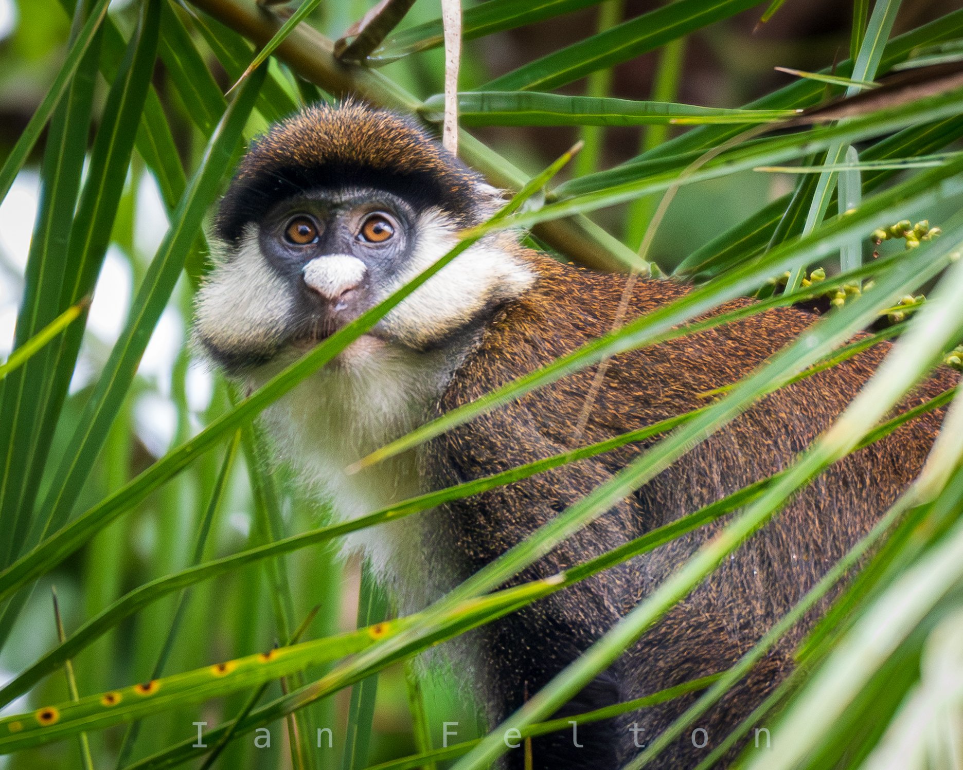 Red-tailed monkey