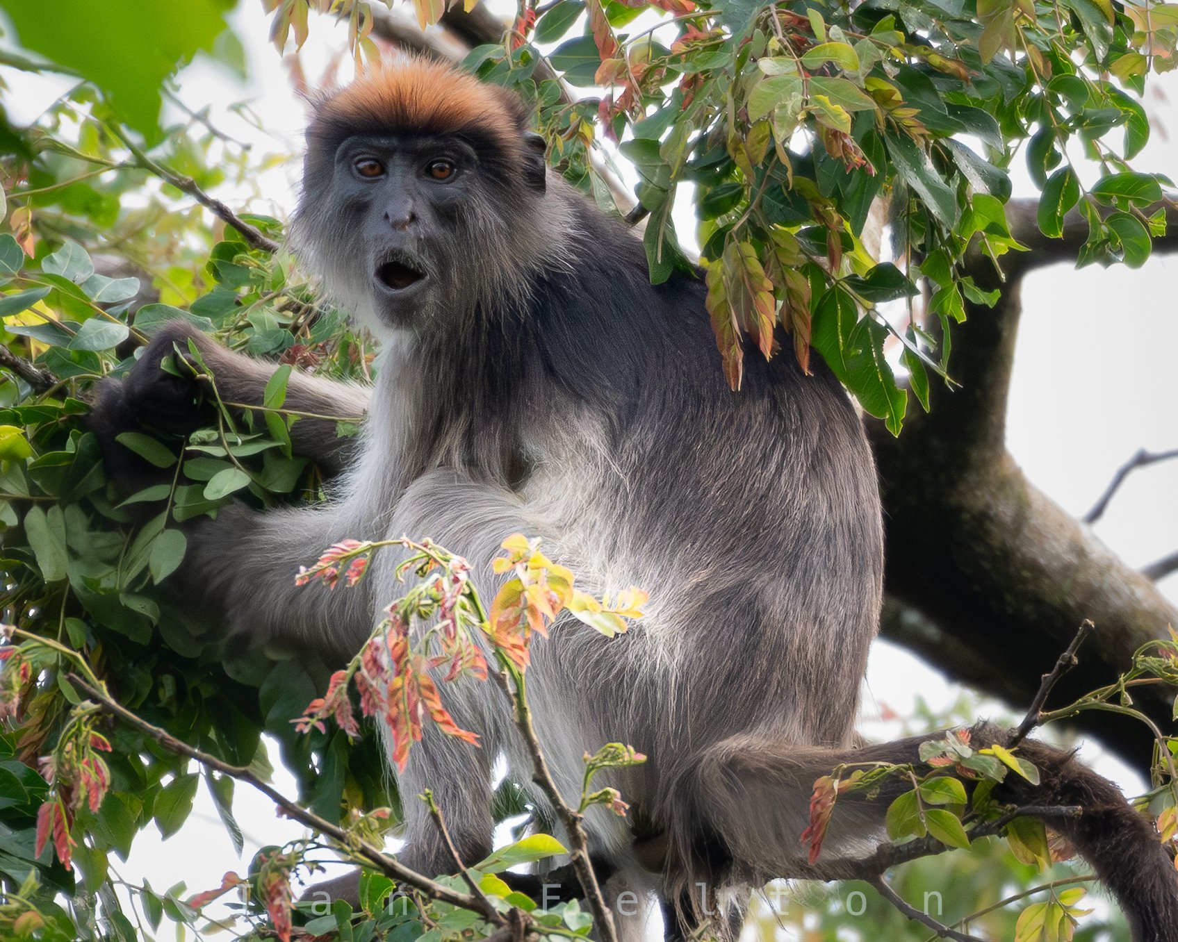 Red colobus monkey