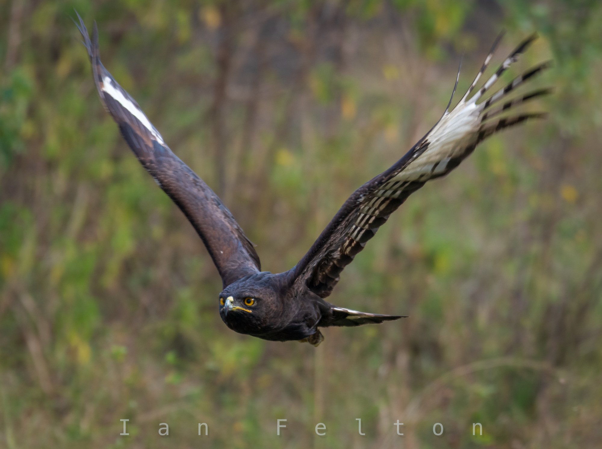 Martial eagle in flight — Ishasha