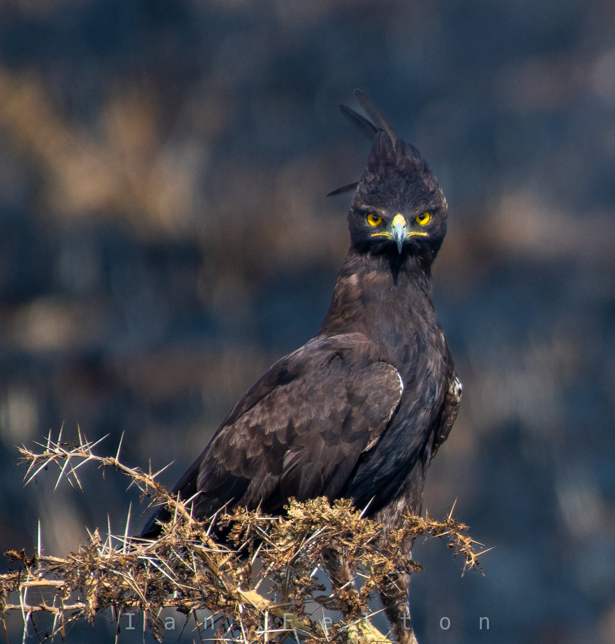 Long-crested eagle