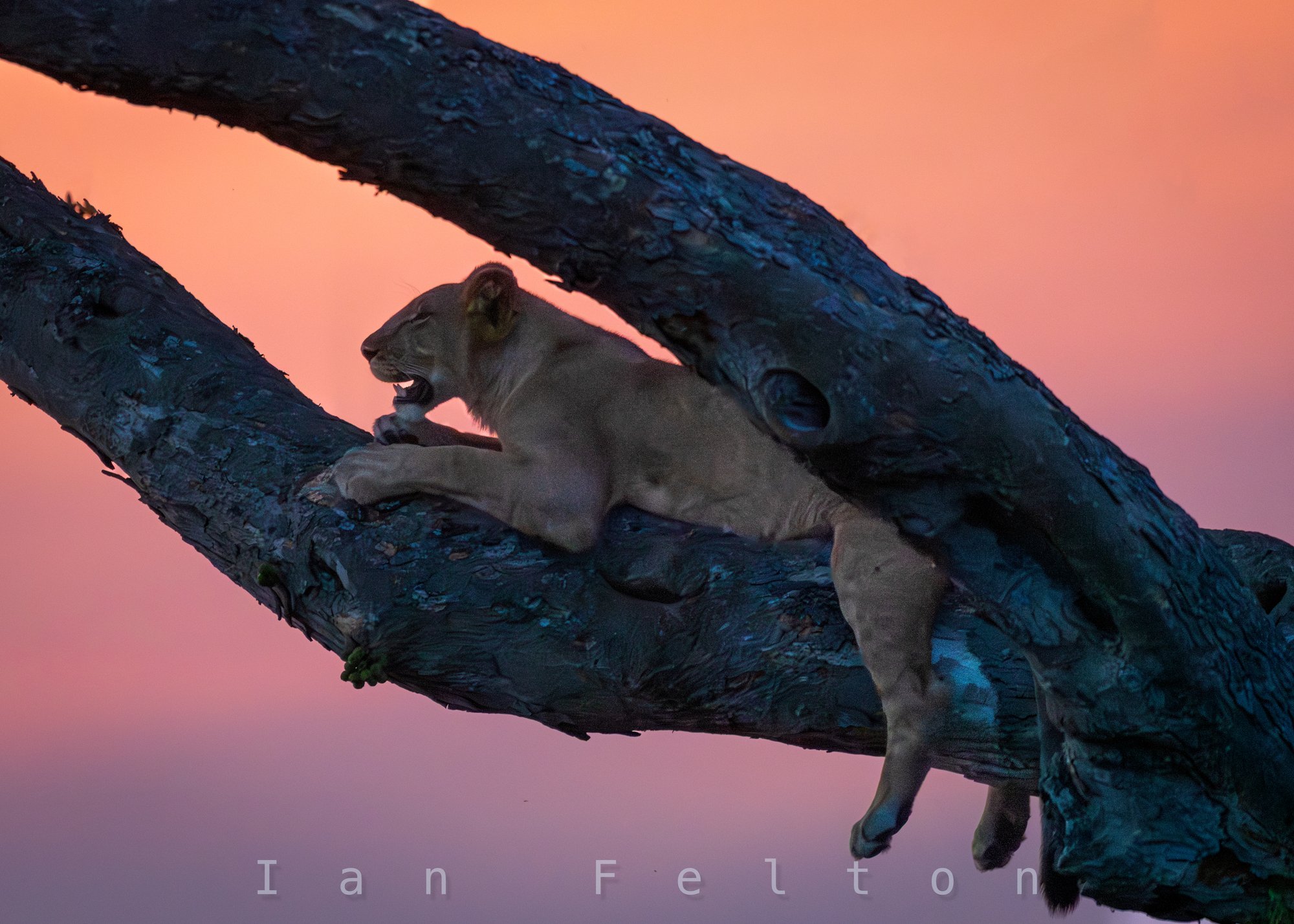 Tree-climbing lion at sunset — Ishasha