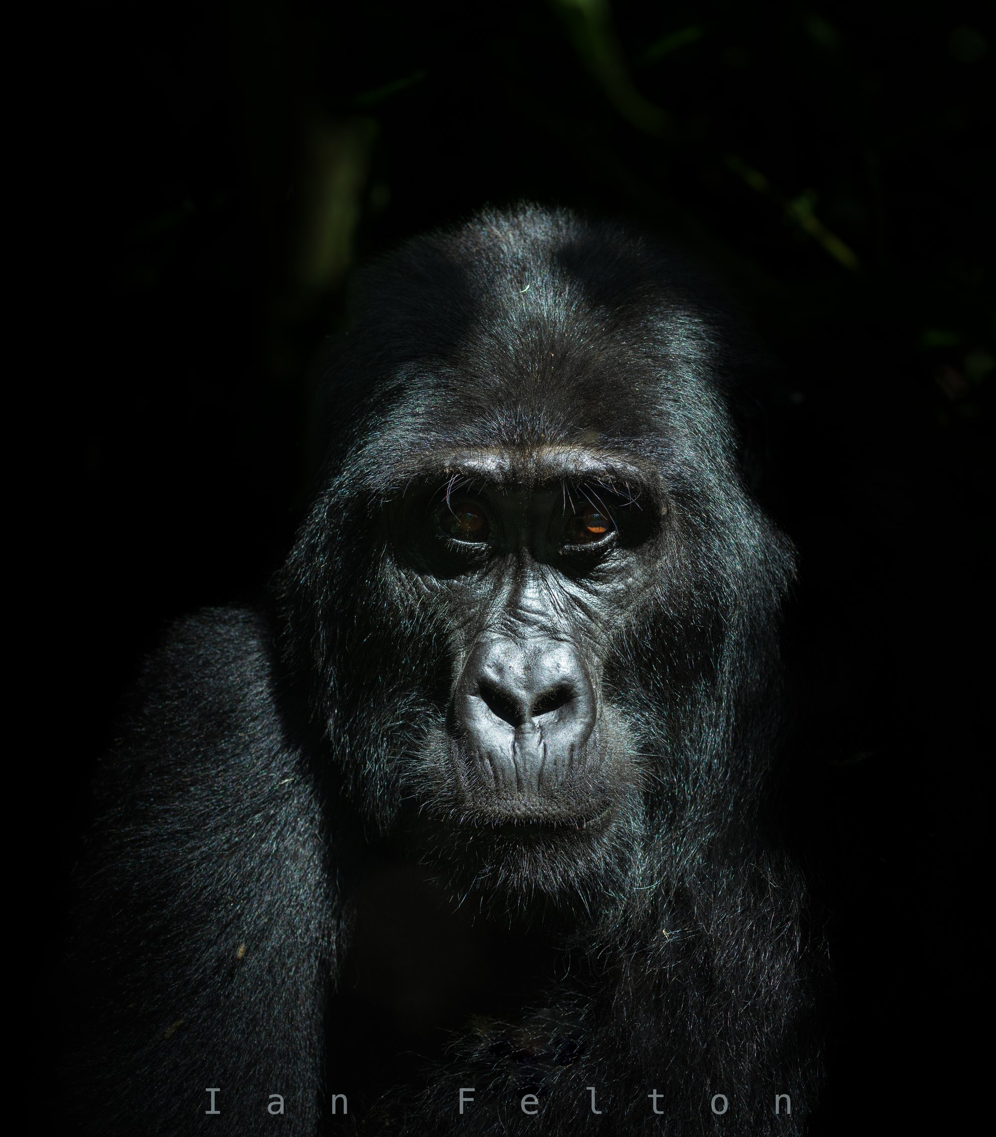Uganda — Great Apes & Wildlife