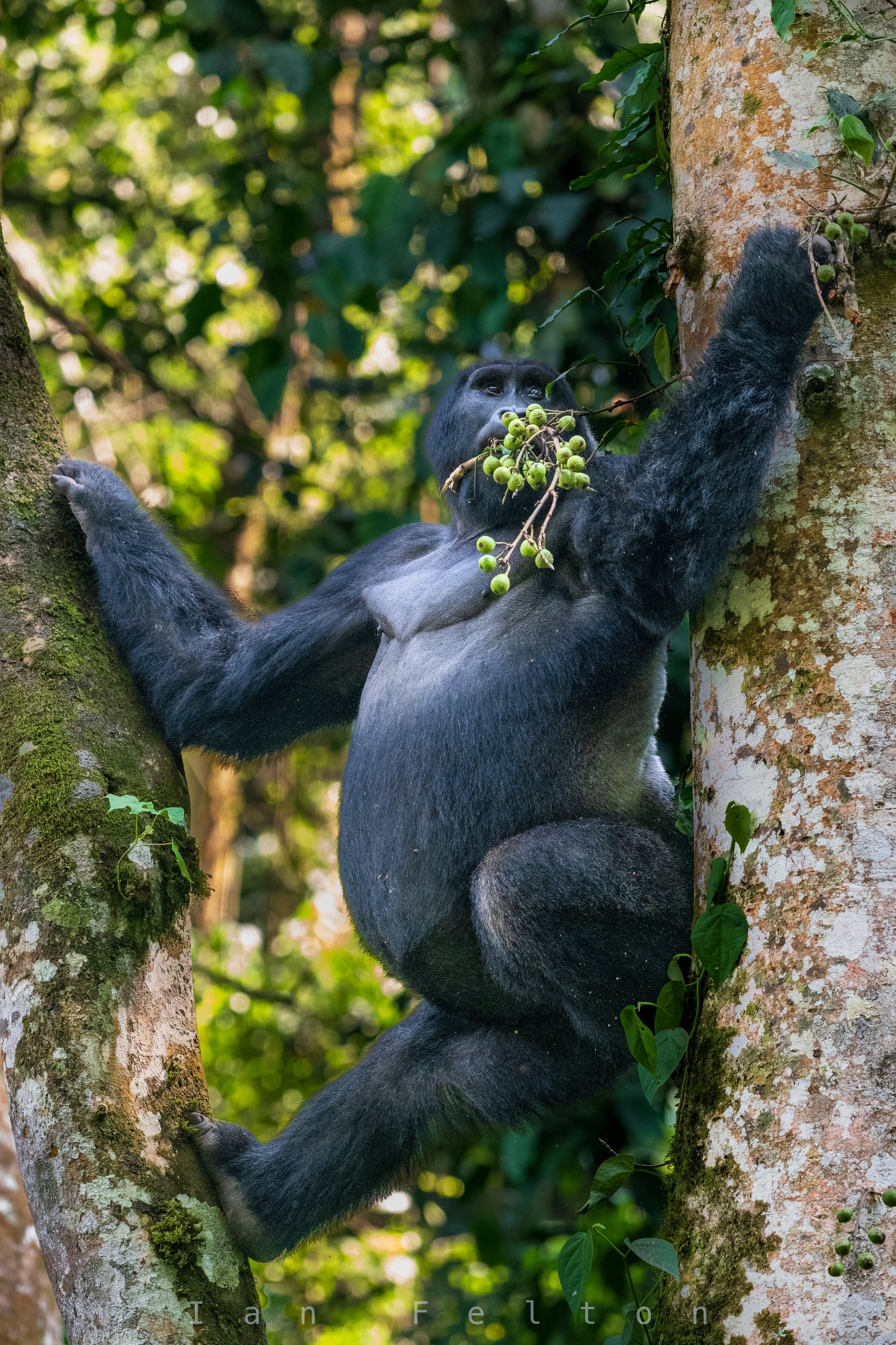 Mountain gorilla feeding in the canopy